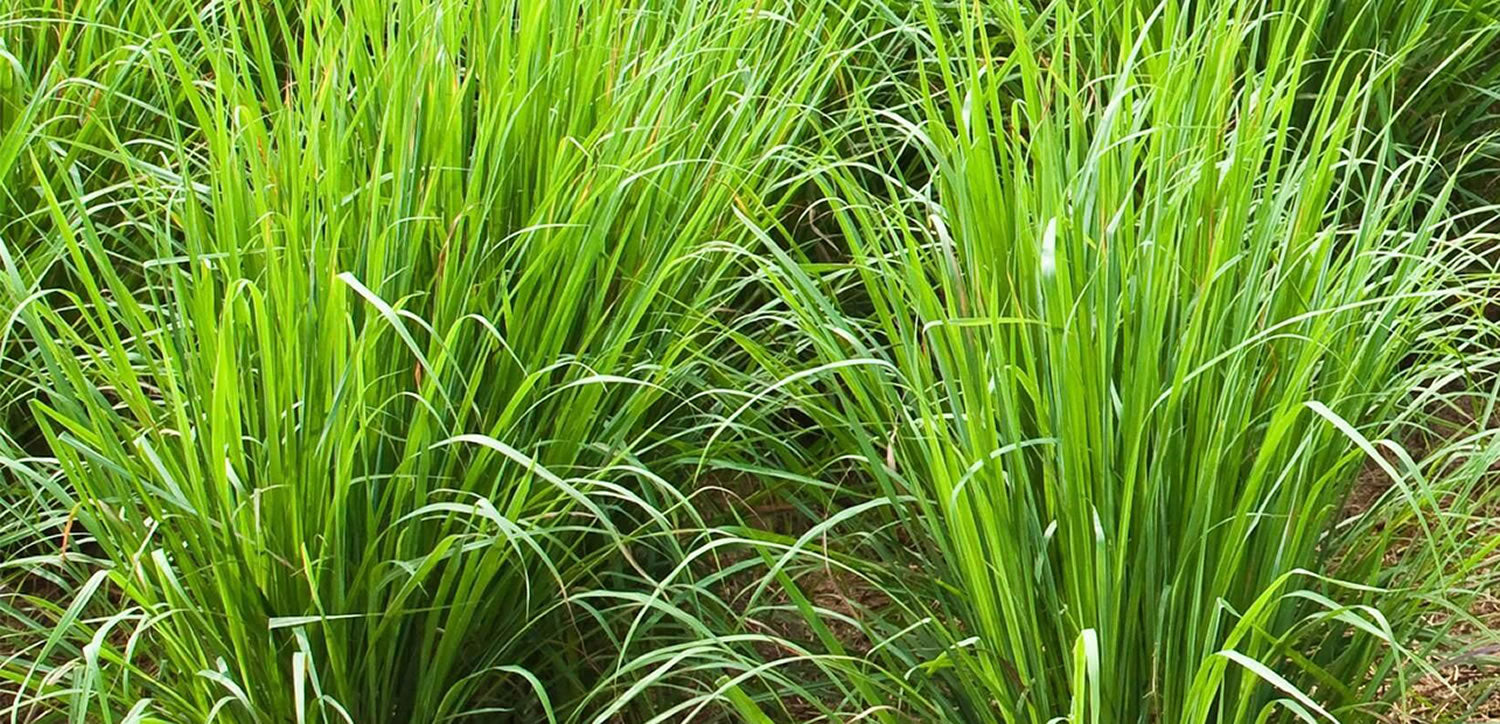 Ingredient Knowledge: VETIVER